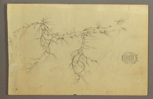Un ramo spoglio di un albero